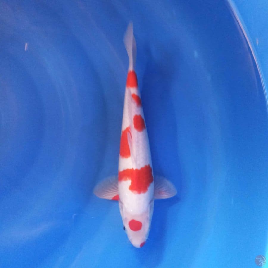 Kohaku 30 cm