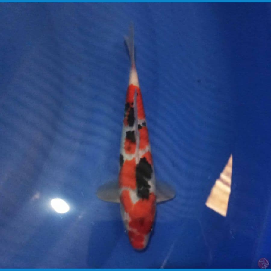 Sanke 22 cm