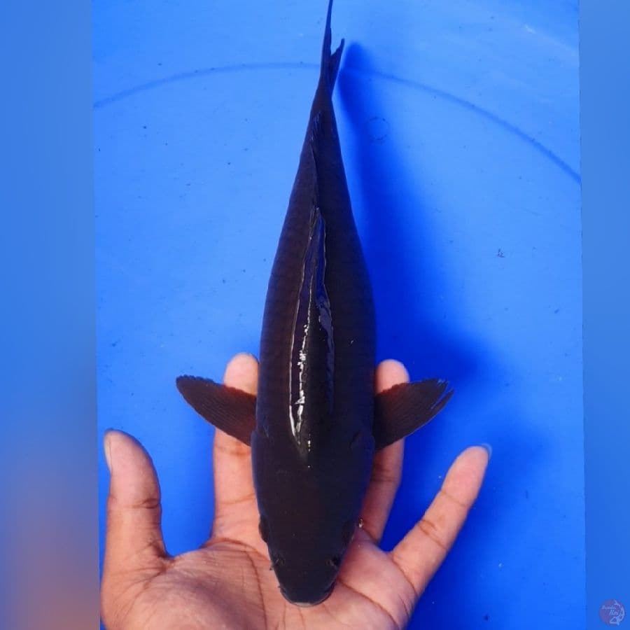 BLACK CAGOI 32CM