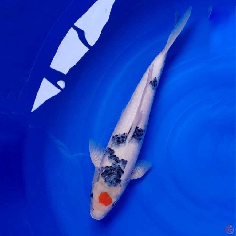 Koi Import Jepang Tancho Showa (Sertifikat Omosako) 50cm