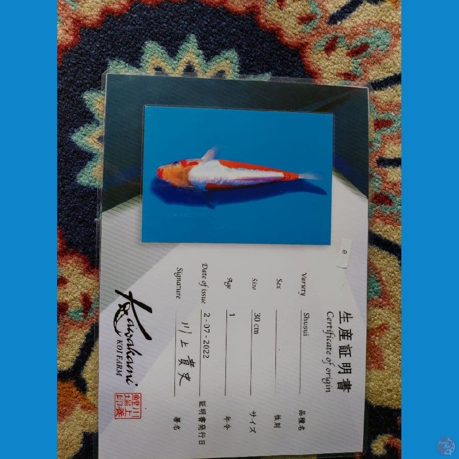 Koi Import Jepang Kosui (Sertifikat Kawakami) 30cm