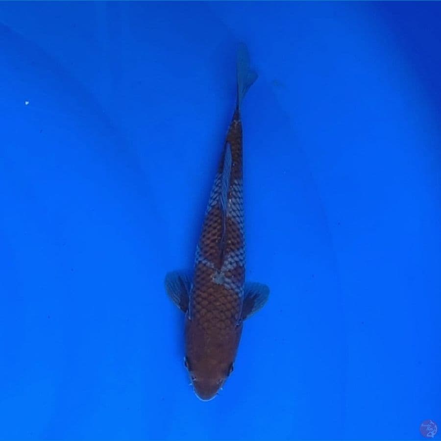 Koi Import Jepang Ochiba Shigure (Sertifikat Takatatsu) 20cm SHOW QUALITY