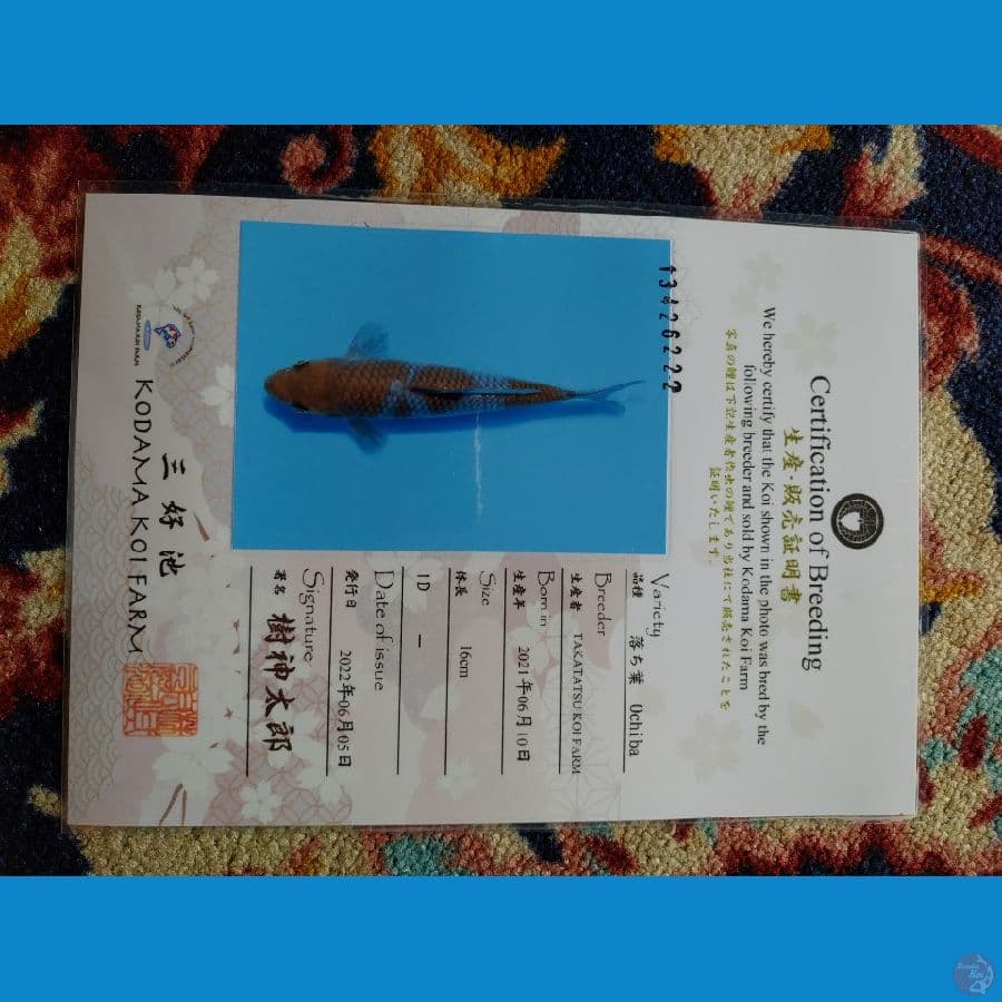 Koi Import Jepang Ochiba Shigure (Sertifikat Takatatsu) 20cm SHOW QUALITY