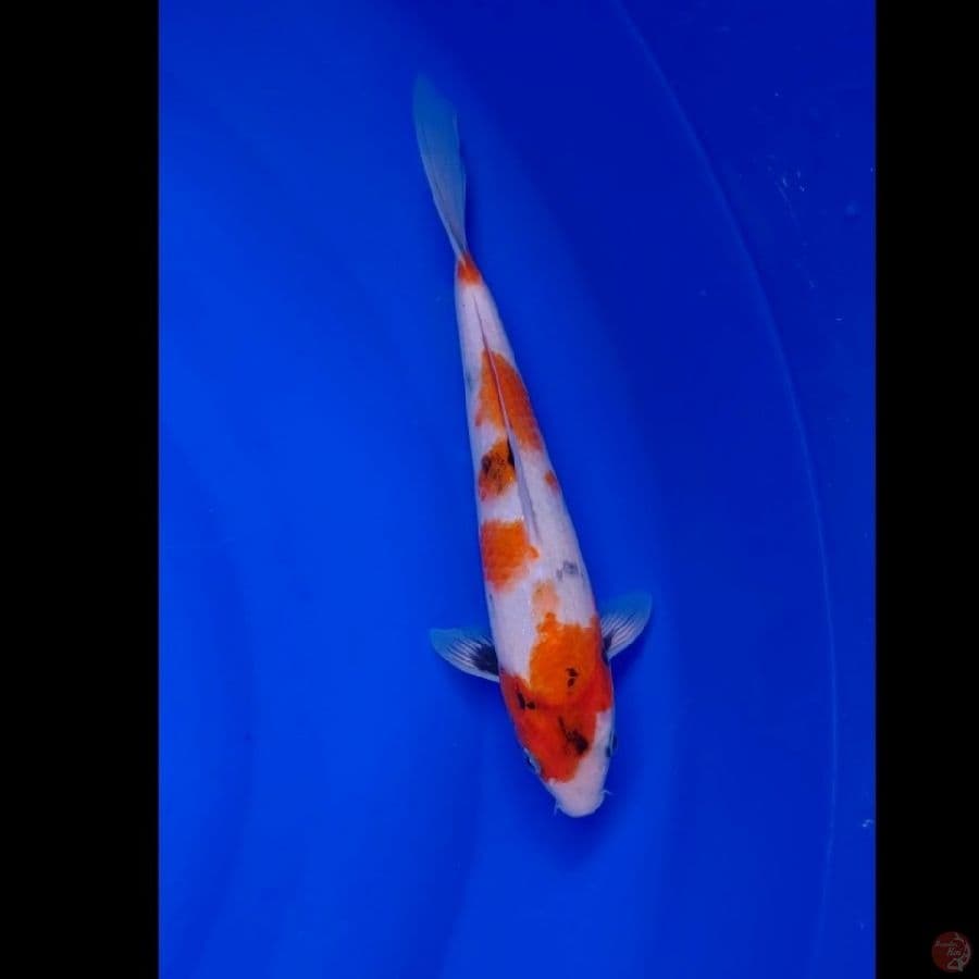 Koi Import Jepang Showa (Sertifikat Kanezo) 30cm