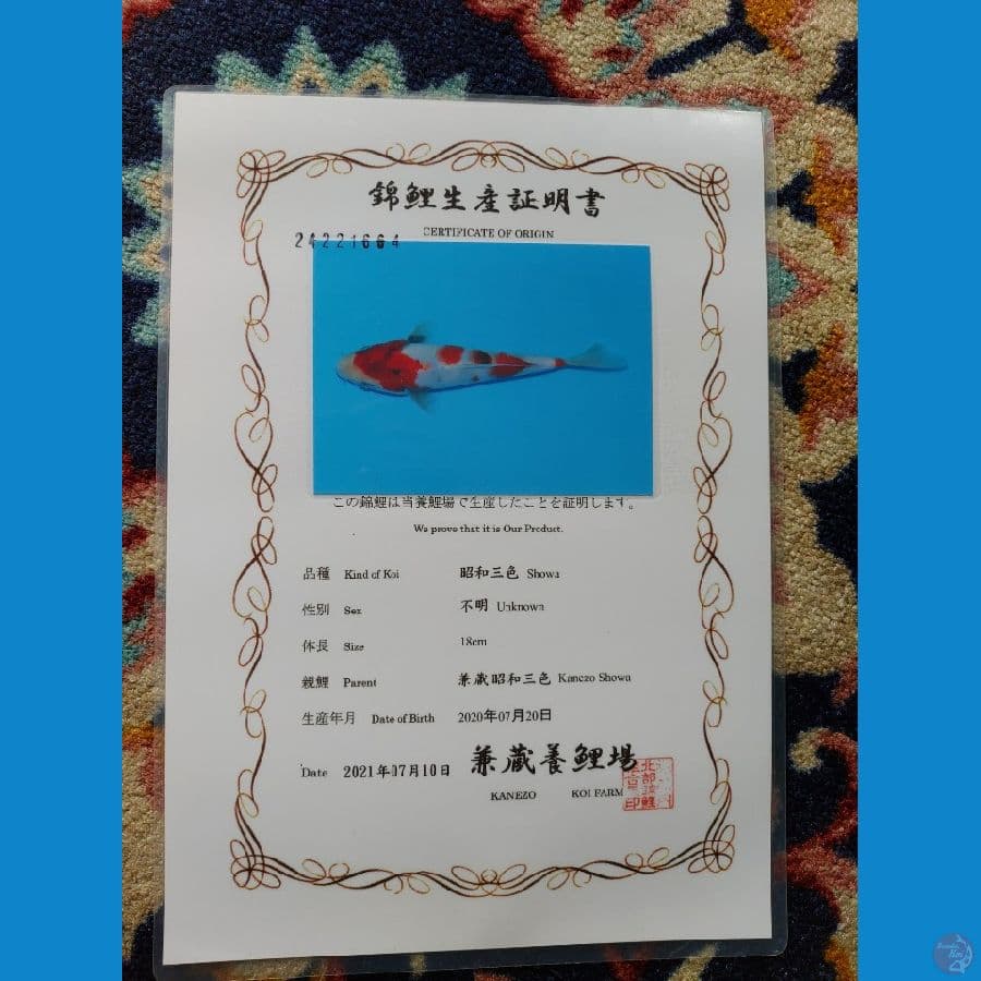 Koi Import Jepang Showa (Sertifikat Kanezo) 30cm