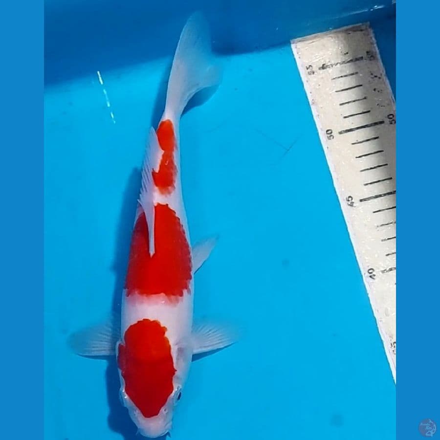 ORIGINAL KOHAKU 27 CM