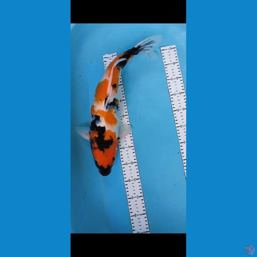 showa 47cm