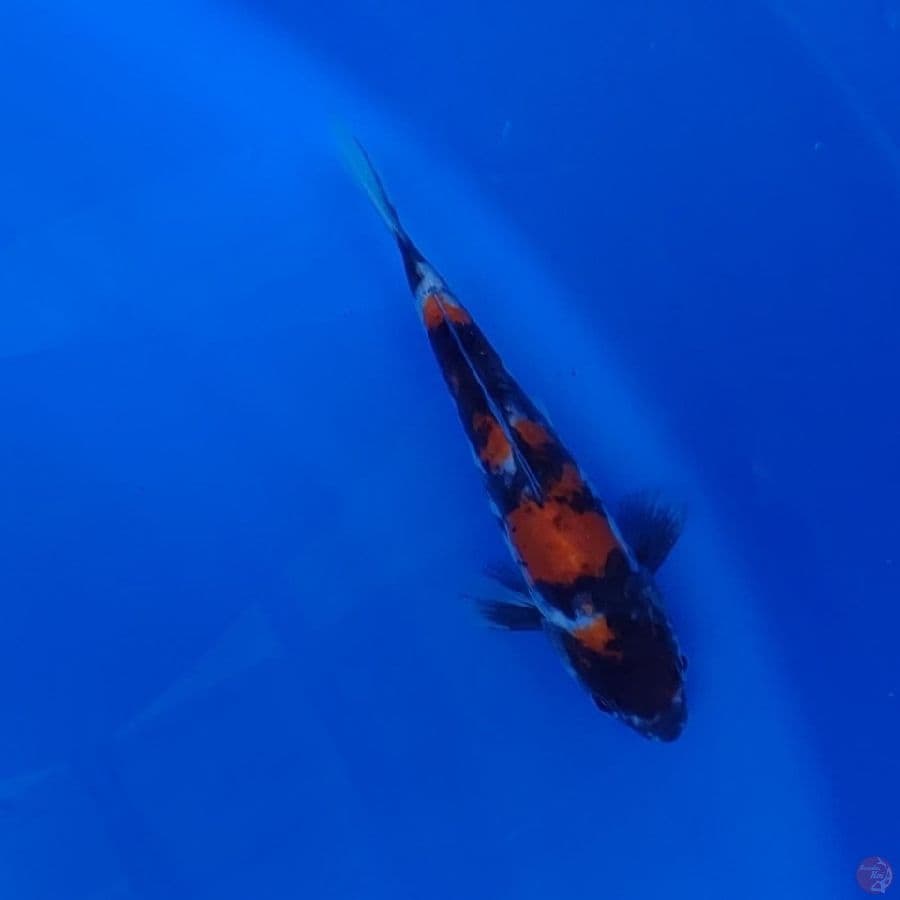 Koi Import Jepang Doitsu Showa (Sertifikat Shinoda) 19cm
