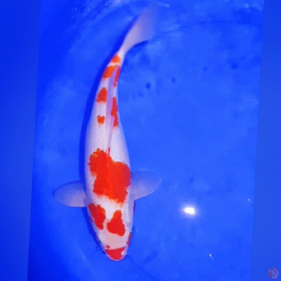 kOHAKU 37CM