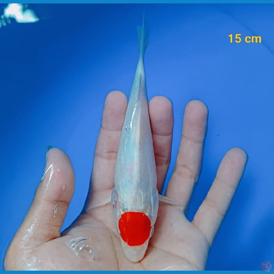 Tancho kohaku 15 cm