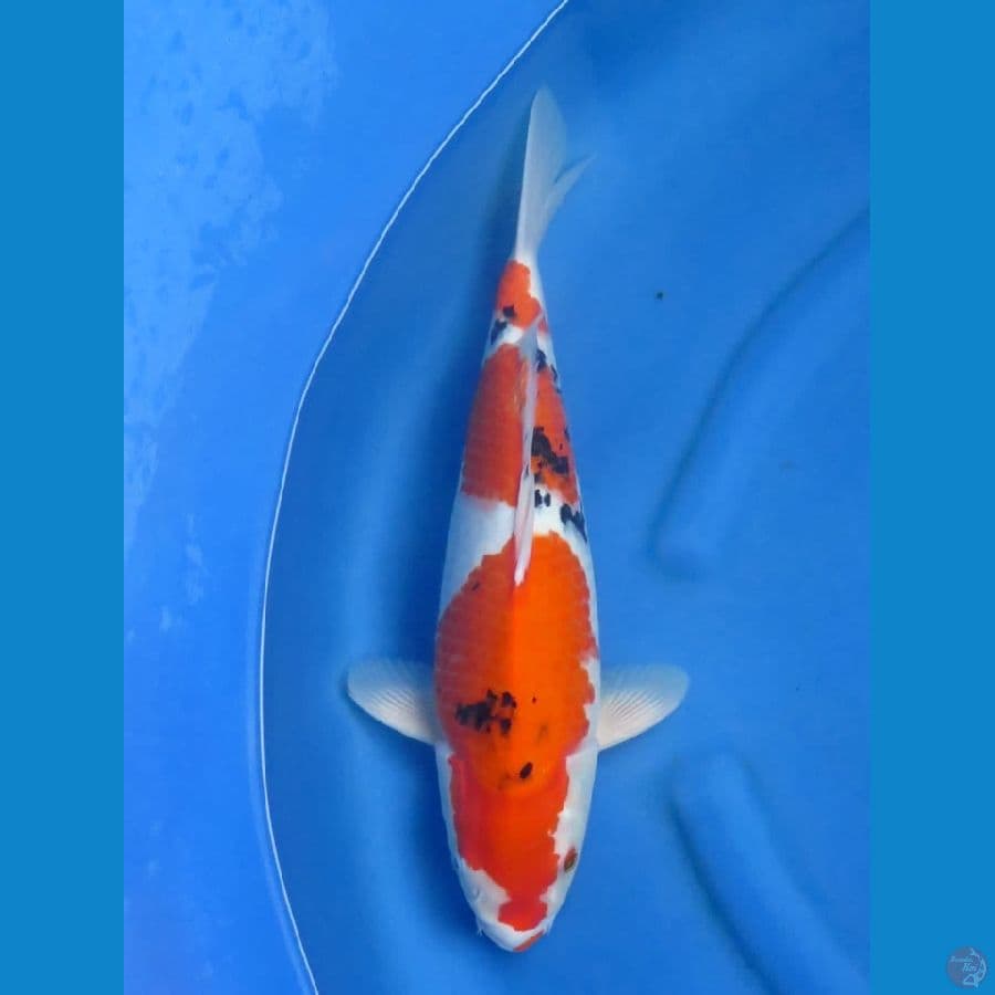 45cm - Jumbo Sanke ,