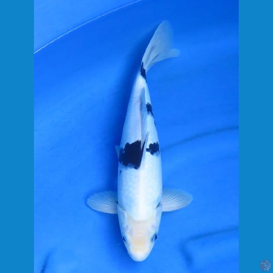 35cm - Super Bekko