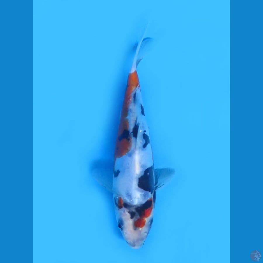 18cm - Doitsu Murni Showa