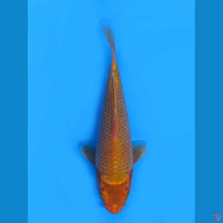22cm - Male Corngoi