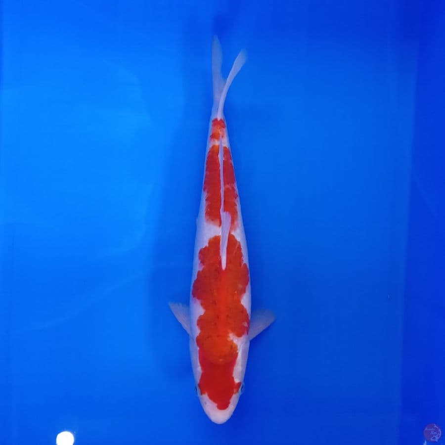 TOYAMA - AI GOROMO MALE ORI 33CM