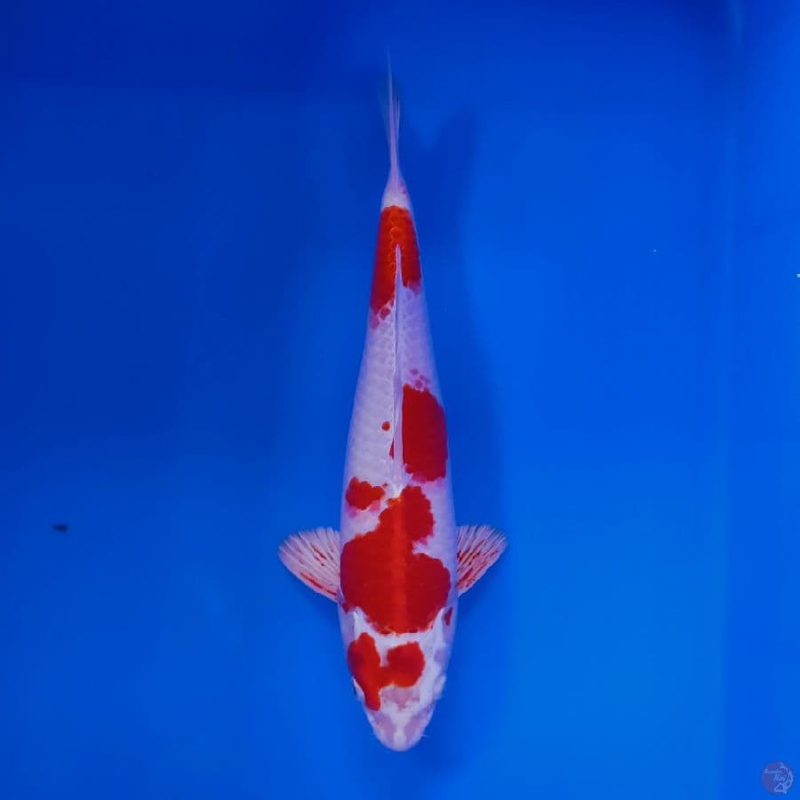 TOYAMA - HARIWAKE MALE 33CM