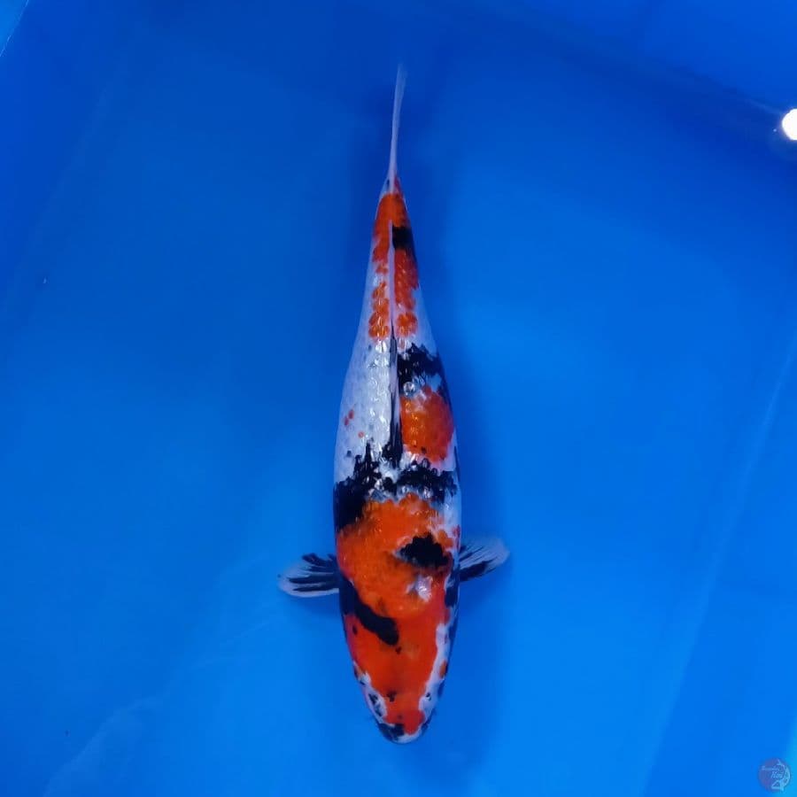 YOUNG - BULKY SHOWA GINRIN 31CM