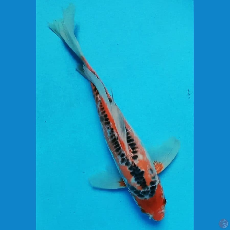 shusui kumpay