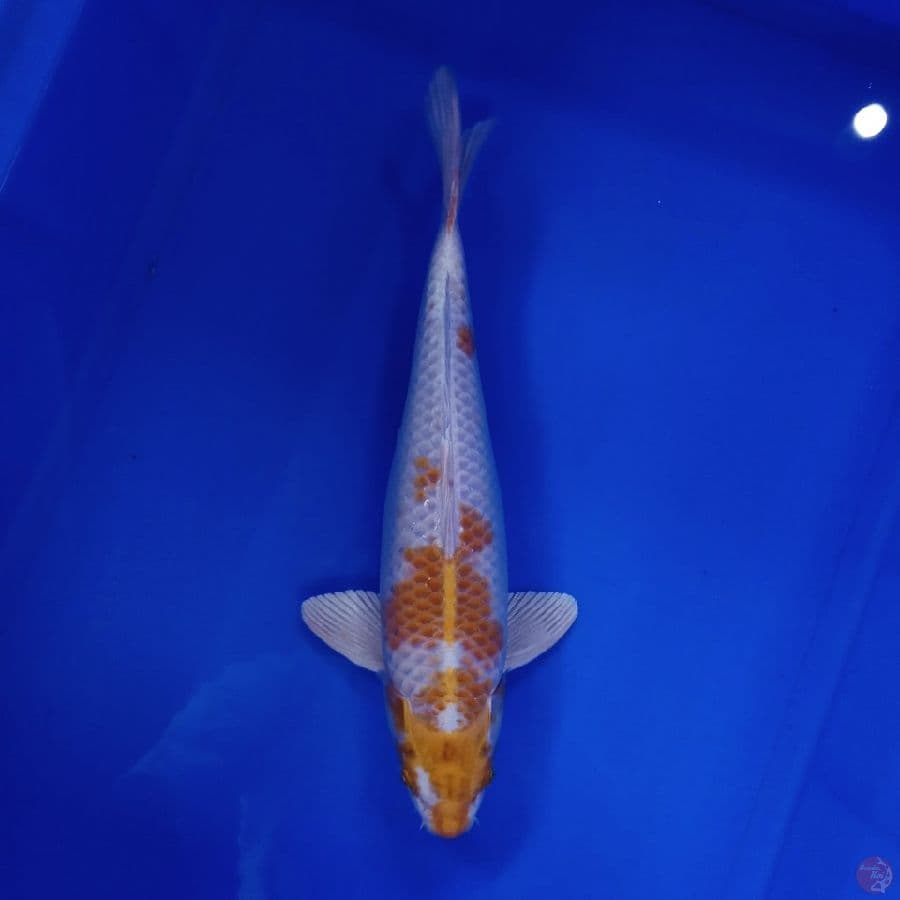 TOYAMA - HARIWAKE BULKY 32CM