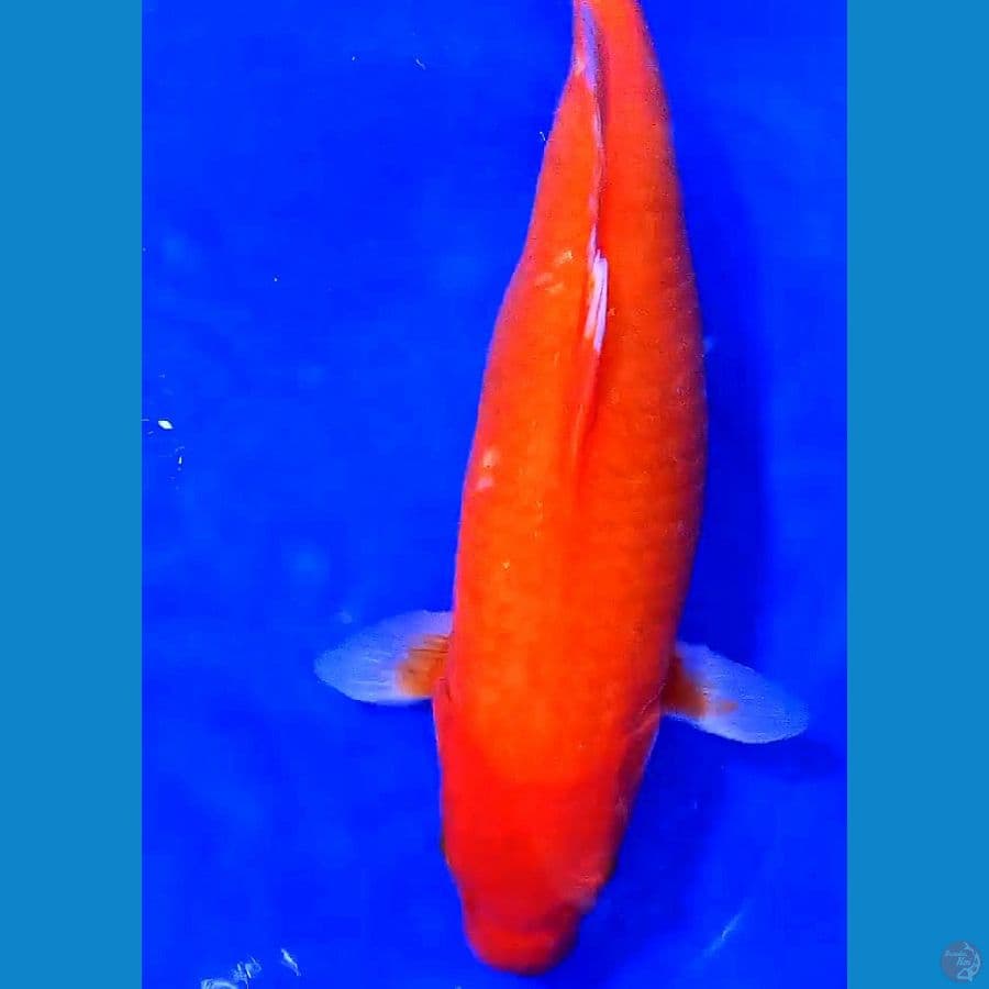 Akahajiro strong fm 42 cm