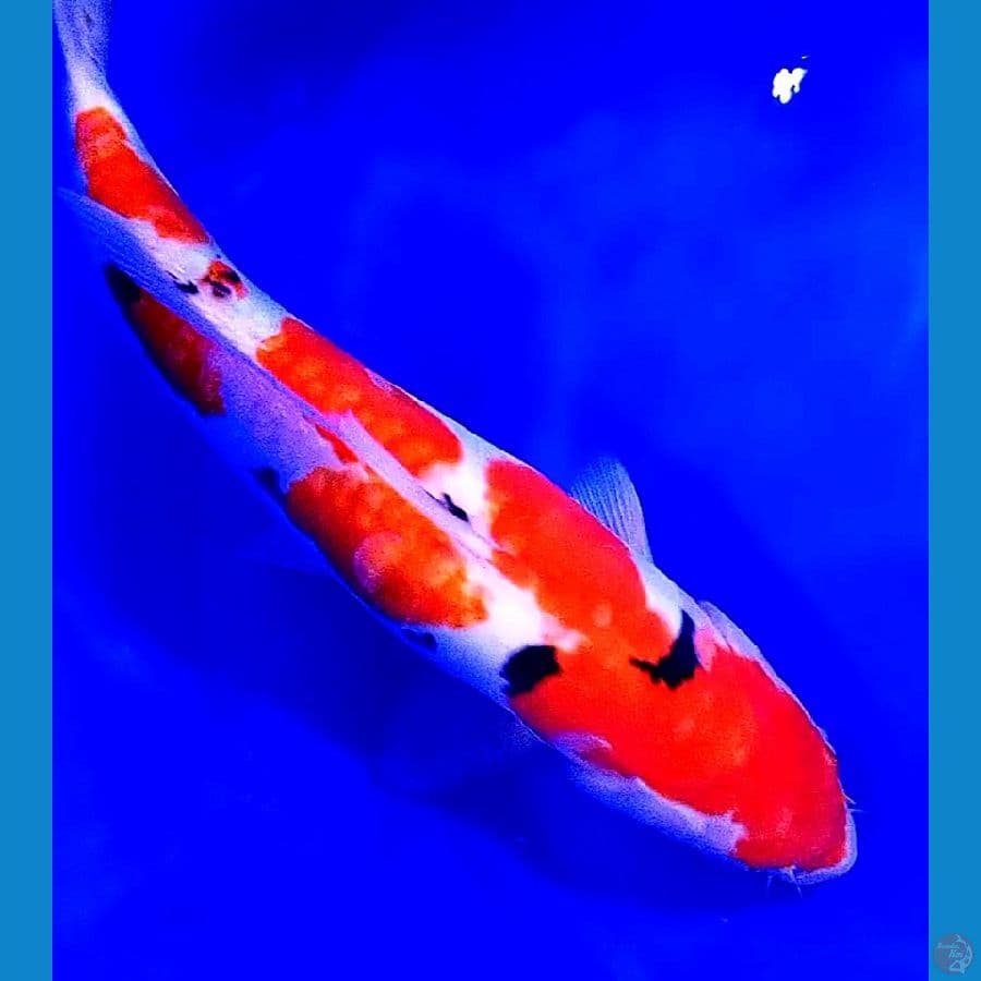 doitsu sanke f 39 cm