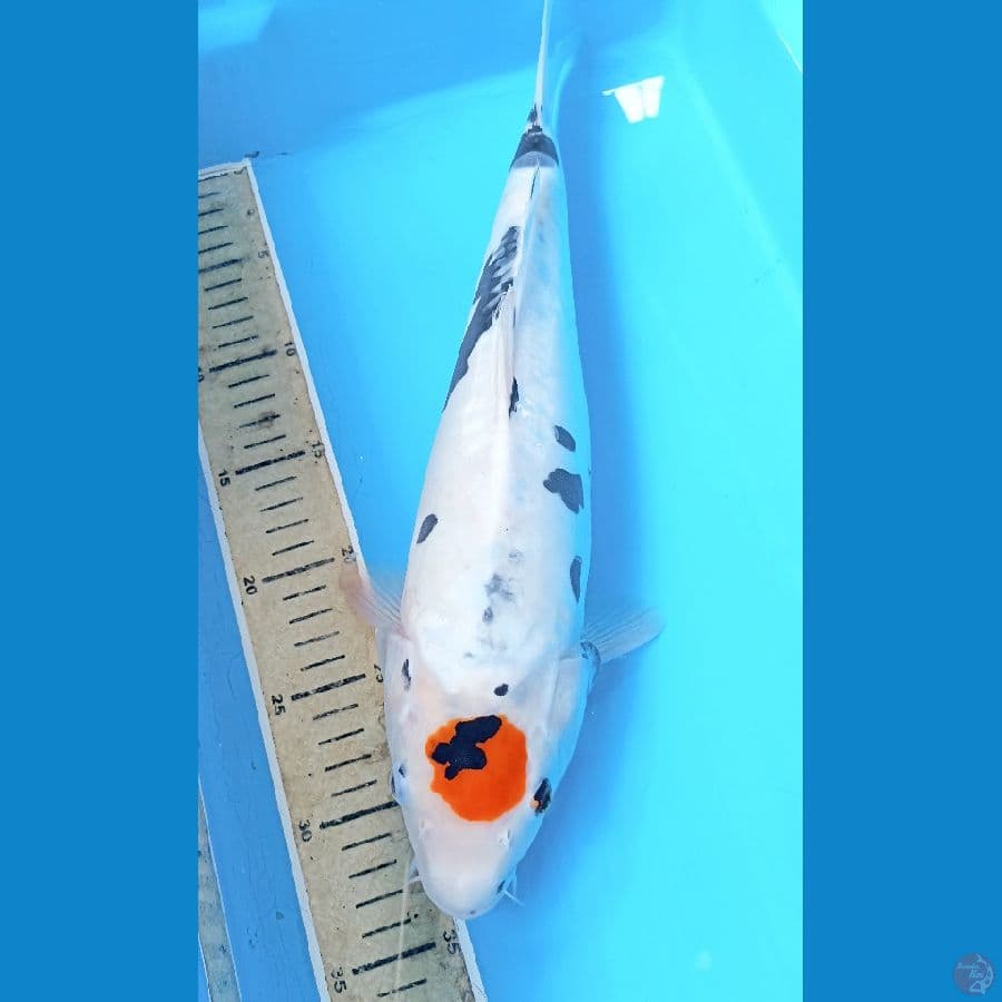 tancho showa doit 39cm