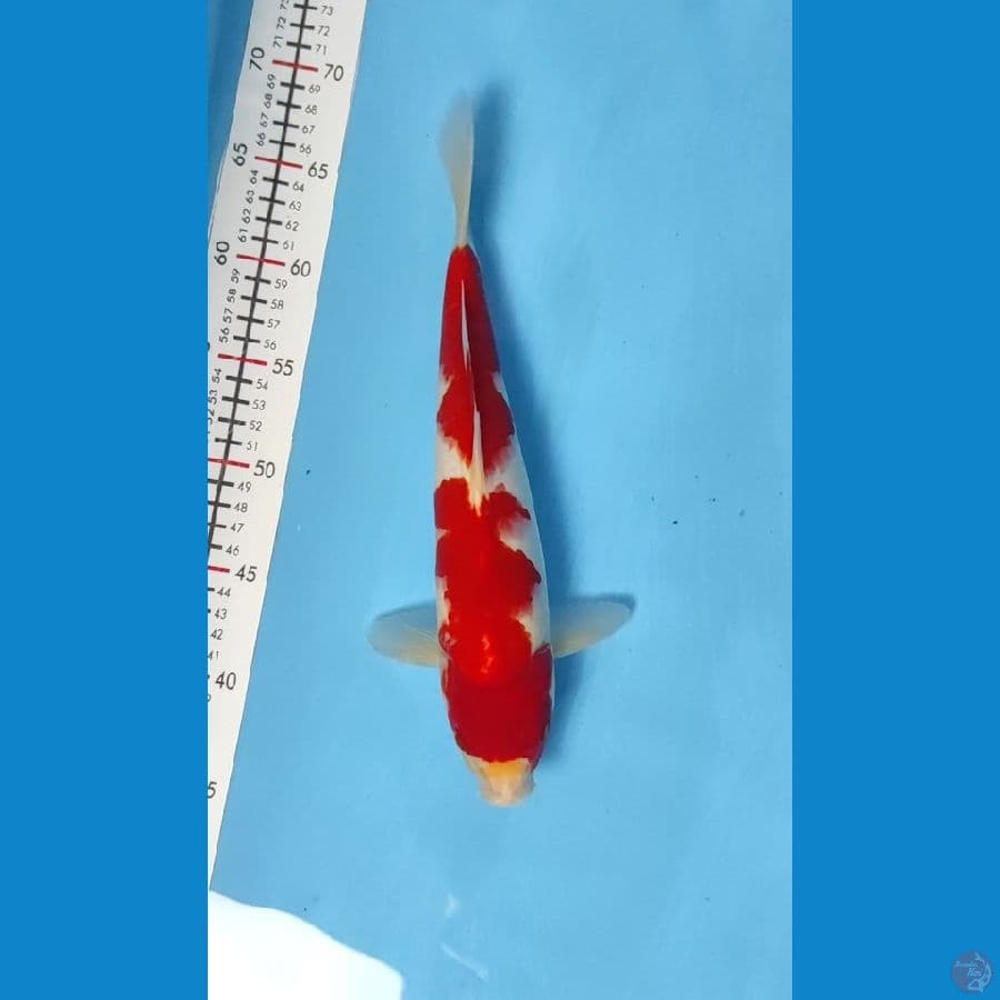 Kohaku Strong 32cm