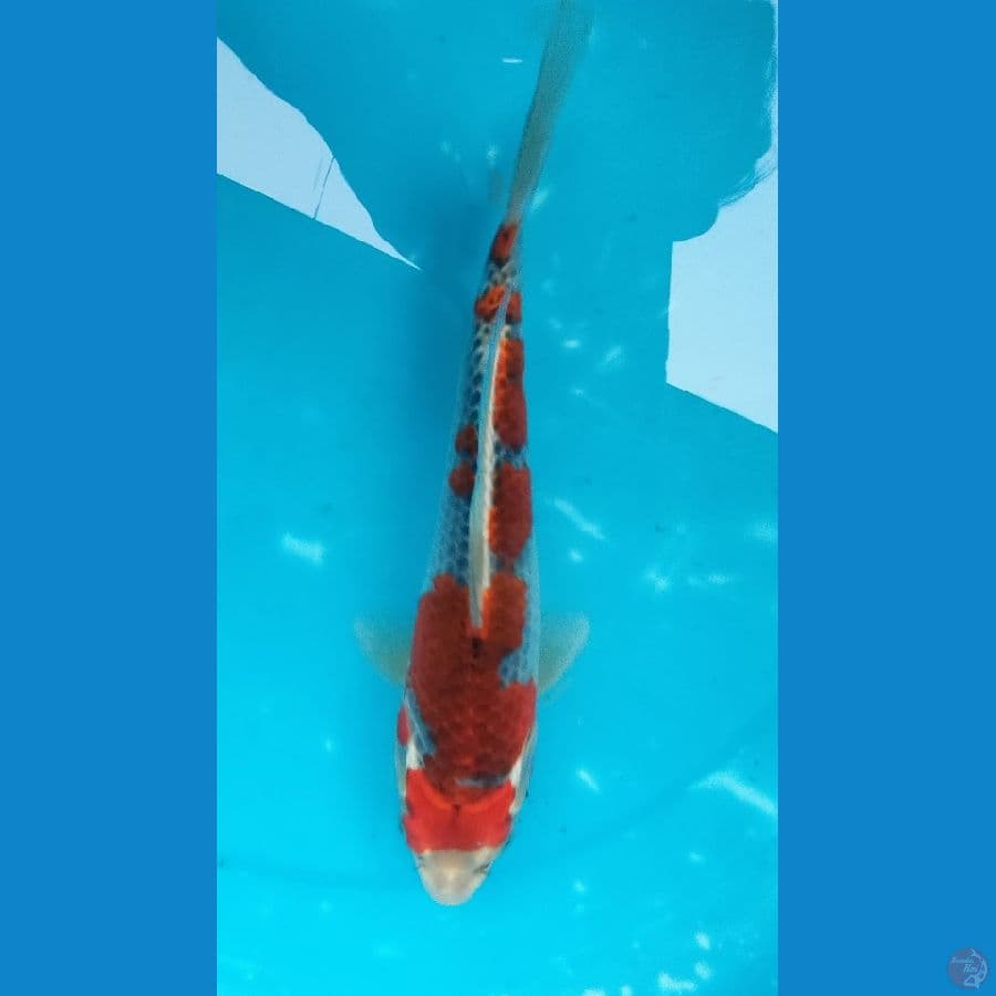 goshiki 27 cm