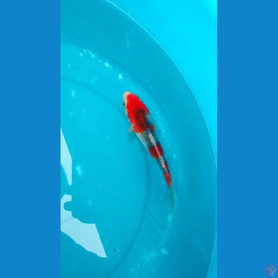 goshiki 22 cm