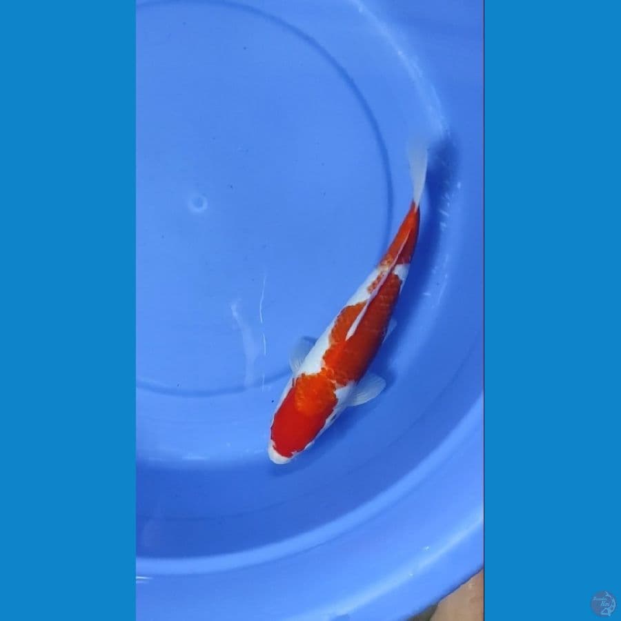 Kohaku 30cm