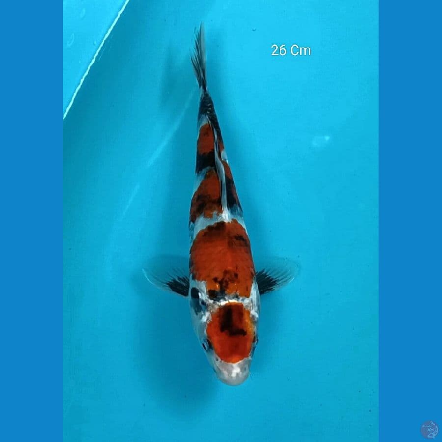 Maruten Showa 26 Cm