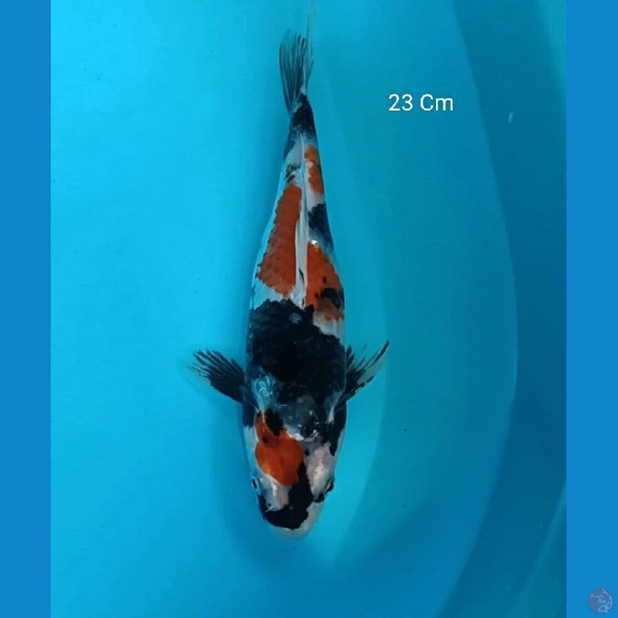 Showa 23 Cm