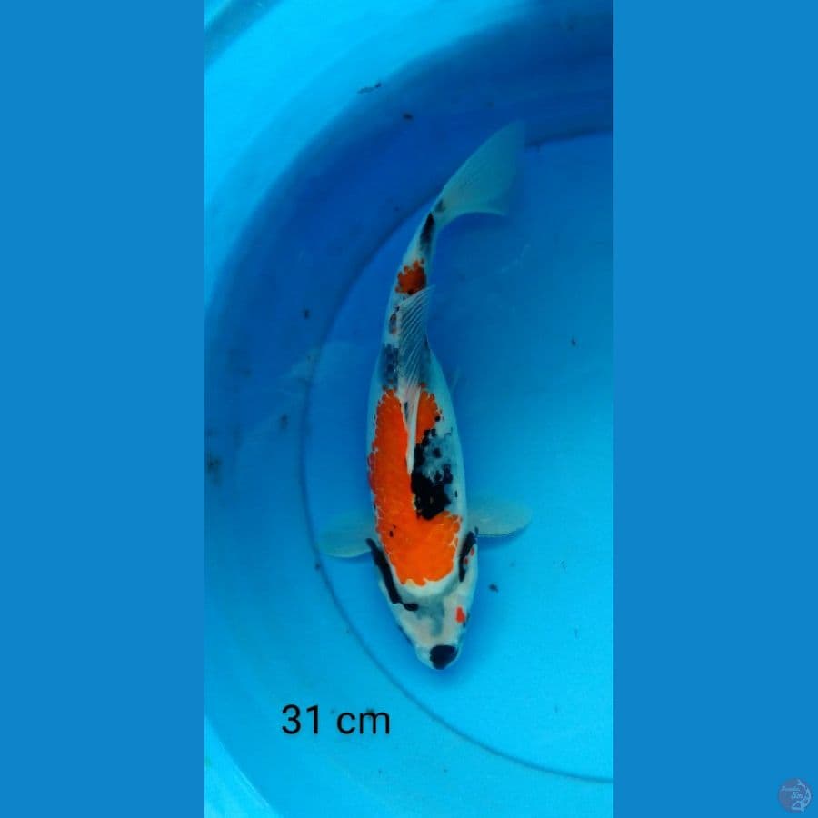 showa 31 cm