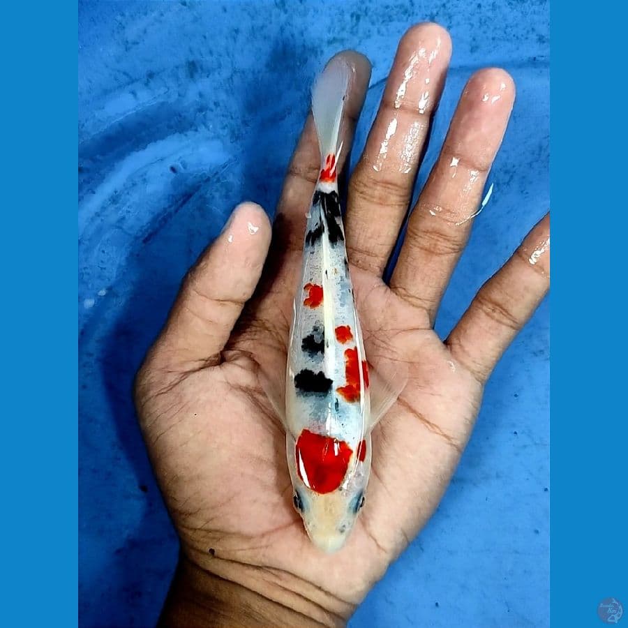 sanke koromo 15cm