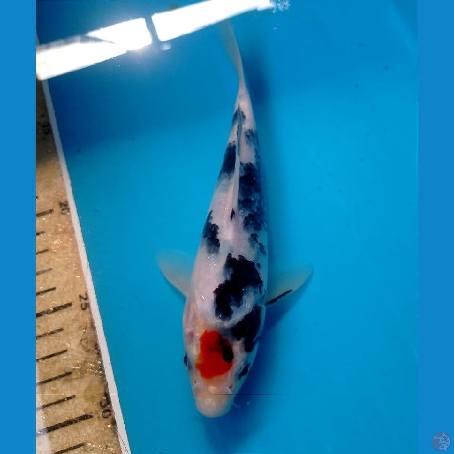 showa 19 cm