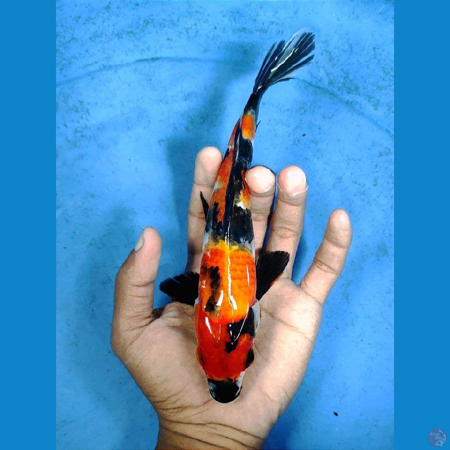 23cm