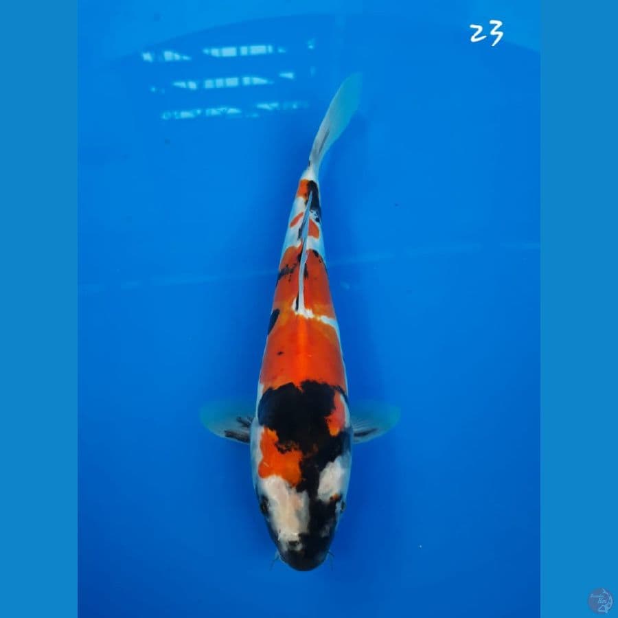 showa doitsu 23cm