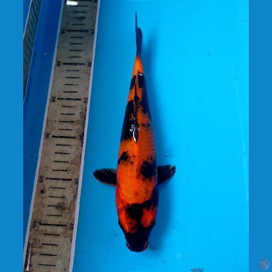 utsuri 26 cm