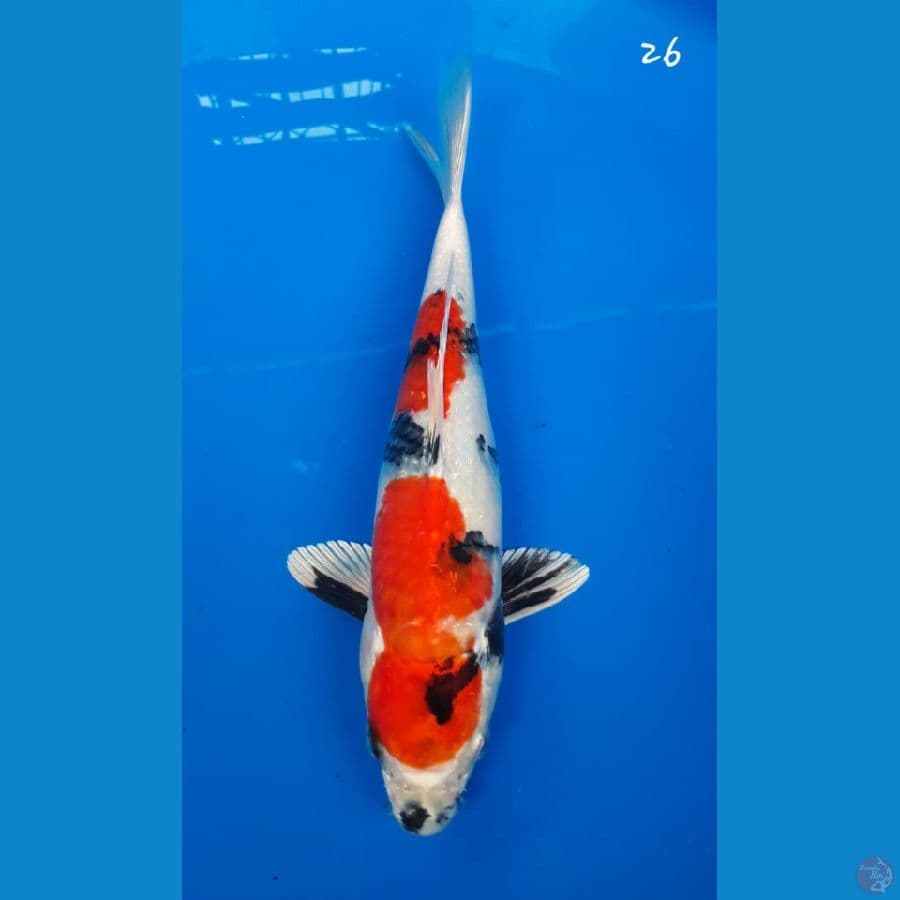 Showa Hikari 26cm
