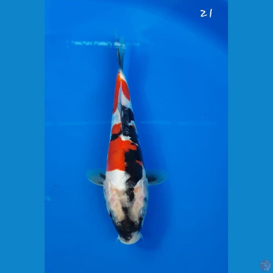 Showa doitsu 21cm
