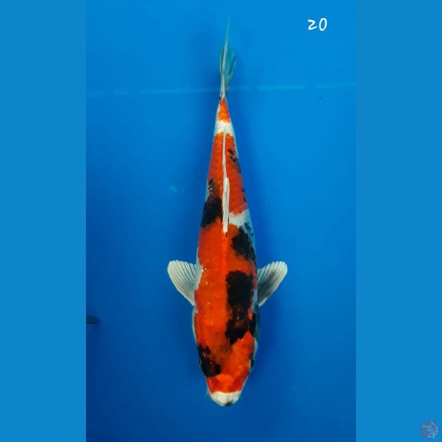 Showa Hikari 20cm