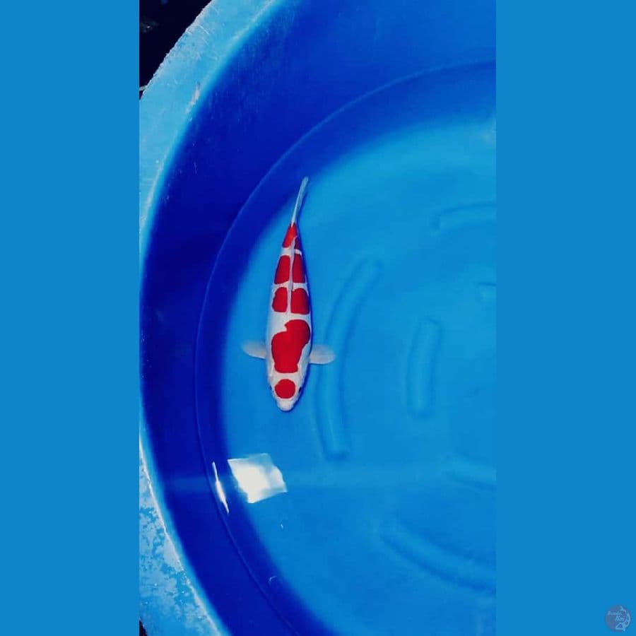 doitsu size 38cm Male