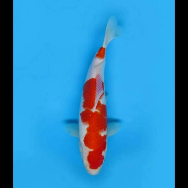31cm Female - Kohaku Halus