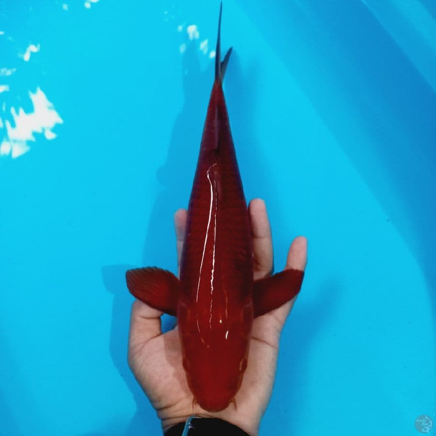 *CAGHOI//44 CM*