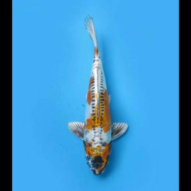 29cm Female - Beni Kinkikoryu