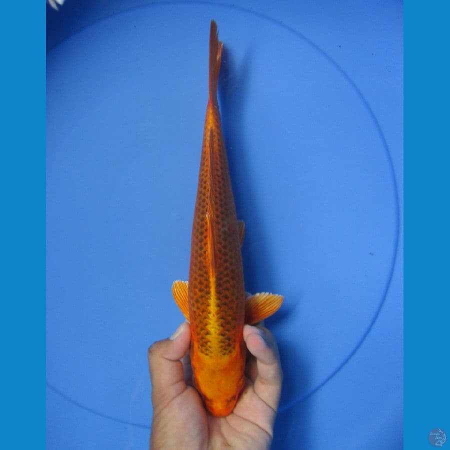 kin ki utsuri 25 cm