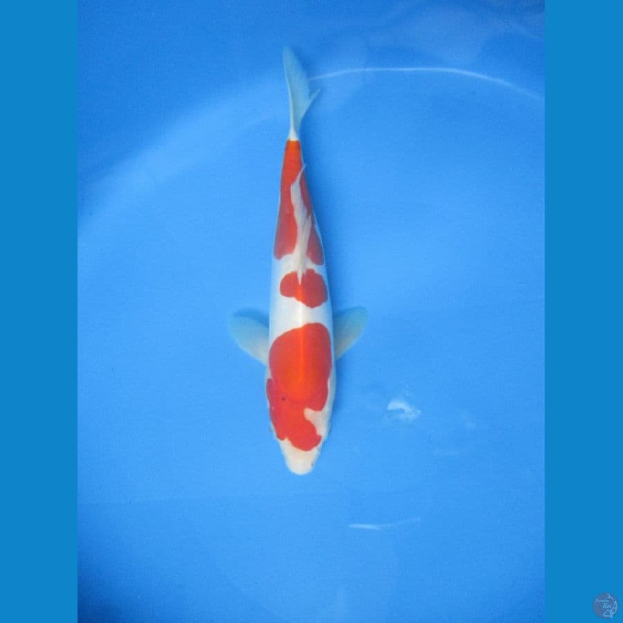 doitsu 25 cm