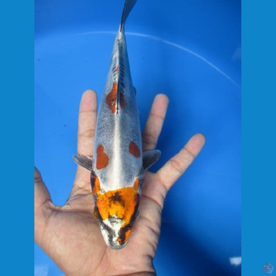 kiko 25 cm