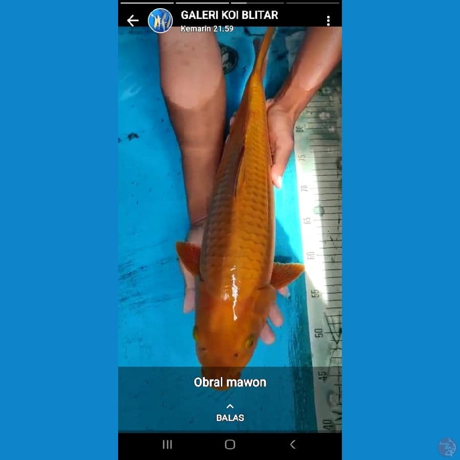 male Chagoi 49 cm