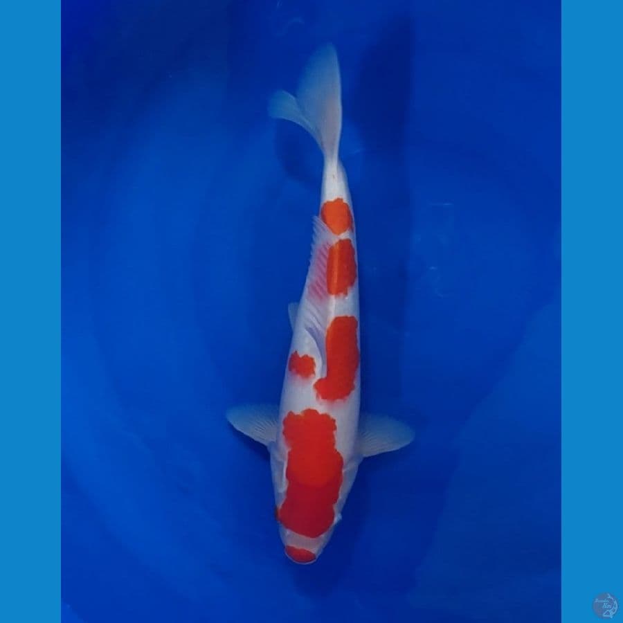 KOHAKU MALE 40CM SKIN HALUS